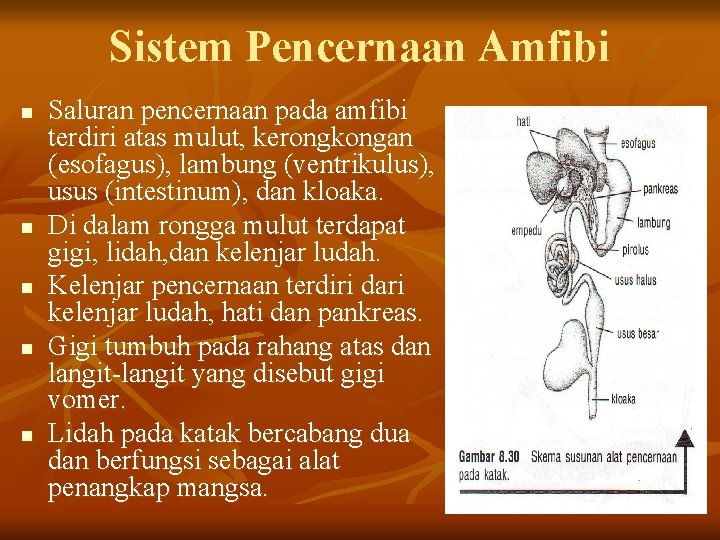 Sistem Pencernaan Amfibi n n n Saluran pencernaan pada amfibi terdiri atas mulut, kerongkongan