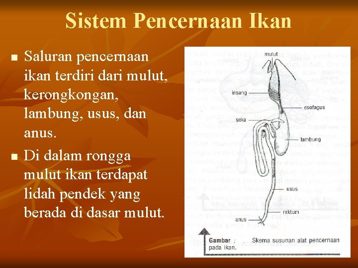 Sistem Pencernaan Ikan n n Saluran pencernaan ikan terdiri dari mulut, kerongkongan, lambung, usus,