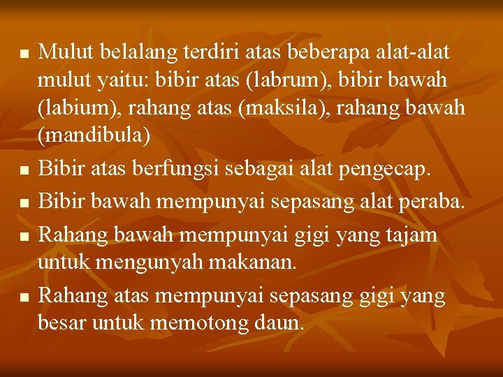 n n n Mulut belalang terdiri atas beberapa alat-alat mulut yaitu: bibir atas (labrum),