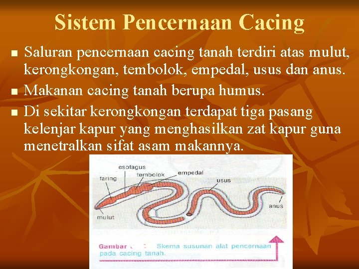 Sistem Pencernaan Cacing n n n Saluran pencernaan cacing tanah terdiri atas mulut, kerongkongan,