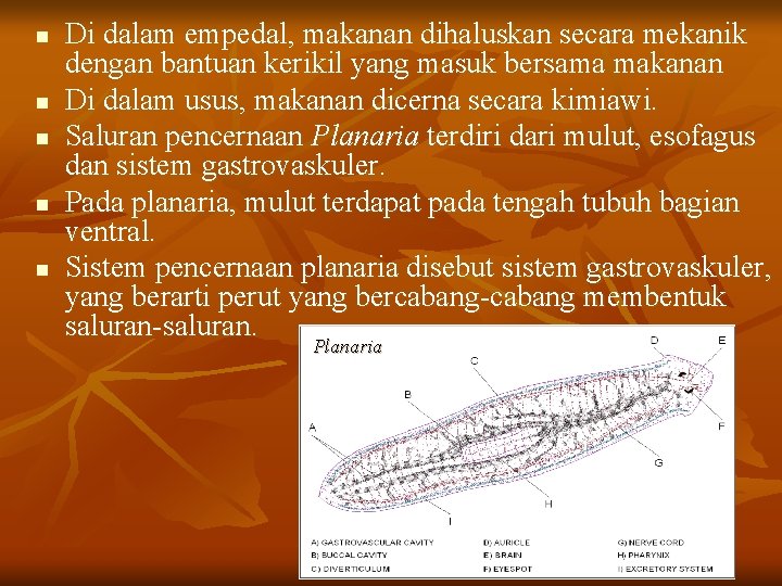 n n n Di dalam empedal, makanan dihaluskan secara mekanik dengan bantuan kerikil yang