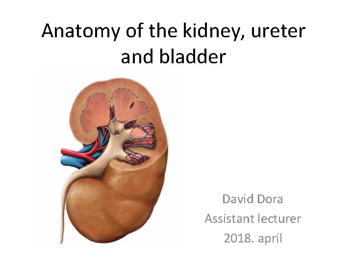 Anatomy of the kidney, ureter and bladder David Dora Assistant lecturer 2018. april 