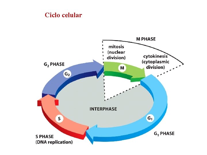 Ciclo celular Si existen condiciones adecuadas el ciclo
