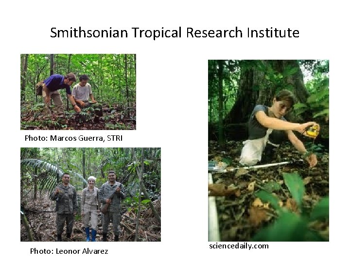 Smithsonian Tropical Research Institute Photo: Marcos Guerra, STRI Photo: Leonor Alvarez sciencedaily. com 