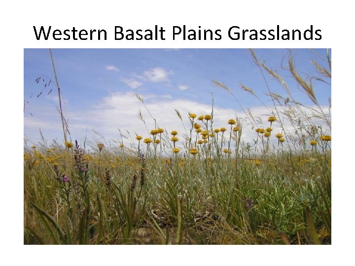 Western Basalt Plains Grasslands 