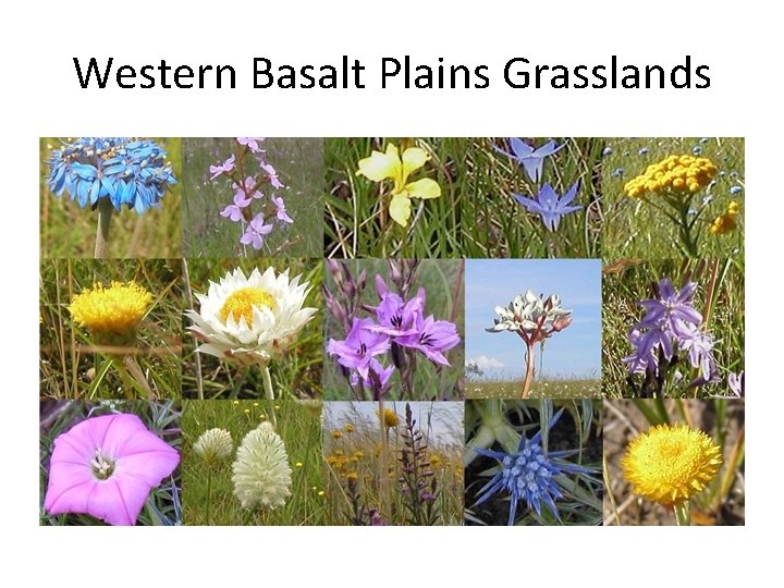Western Basalt Plains Grasslands 