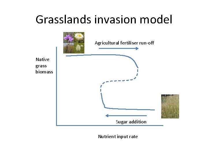 Grasslands invasion model Agricultural fertiliser run-off Native grass biomass Sugar addition Nutrient input rate