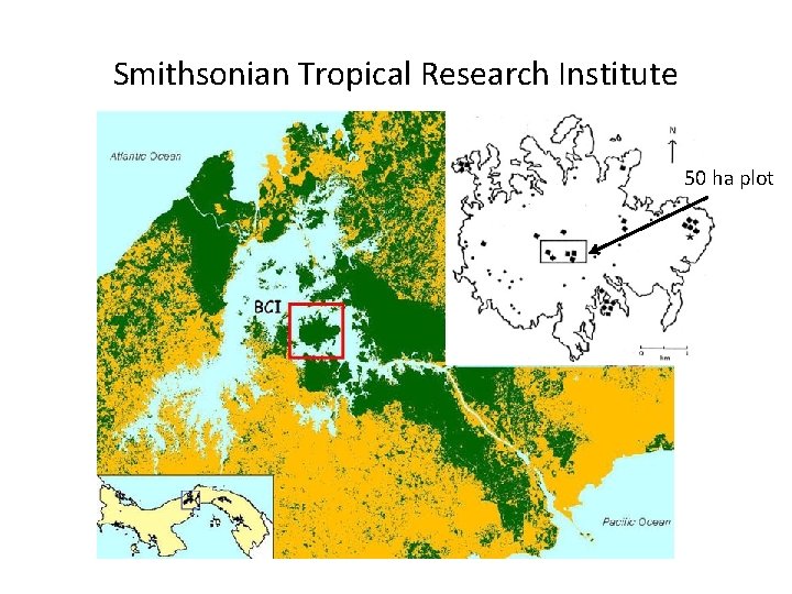 Smithsonian Tropical Research Institute 50 ha plot 