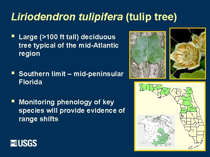 Liriodendron tulipifera (tulip tree) § Large (>100 ft tall) deciduous tree typical of the