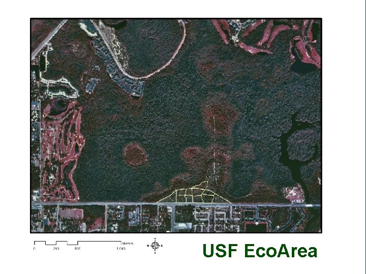 USF Eco. Area 