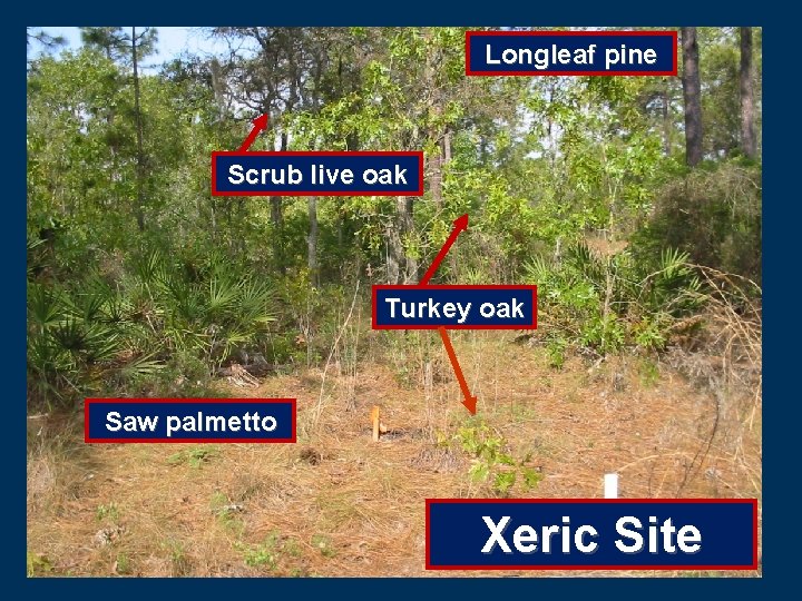 Longleaf pine Scrub live oak Turkey oak Saw palmetto Xeric Site 