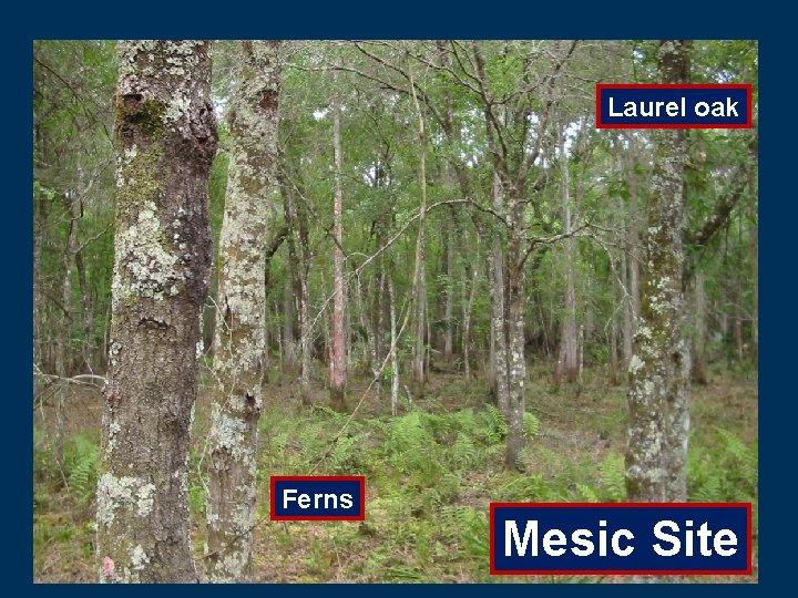 Laurel oak Ferns Mesic Site 