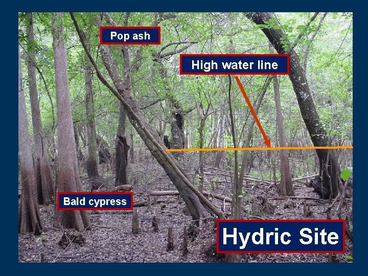 Pop ash High water line Bald cypress Hydric Site 