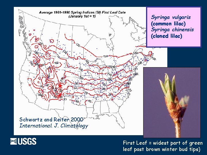 Syringa vulgaris (common lilac) Syringa chinensis (cloned lilac) Schwartz and Reiter 2000 International. J.