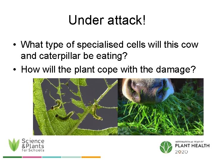 Under attack! • What type of specialised cells will this cow and caterpillar be
