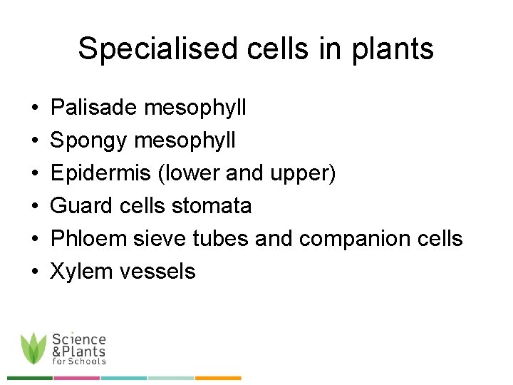 Specialised cells in plants • • • Palisade mesophyll Spongy mesophyll Epidermis (lower and