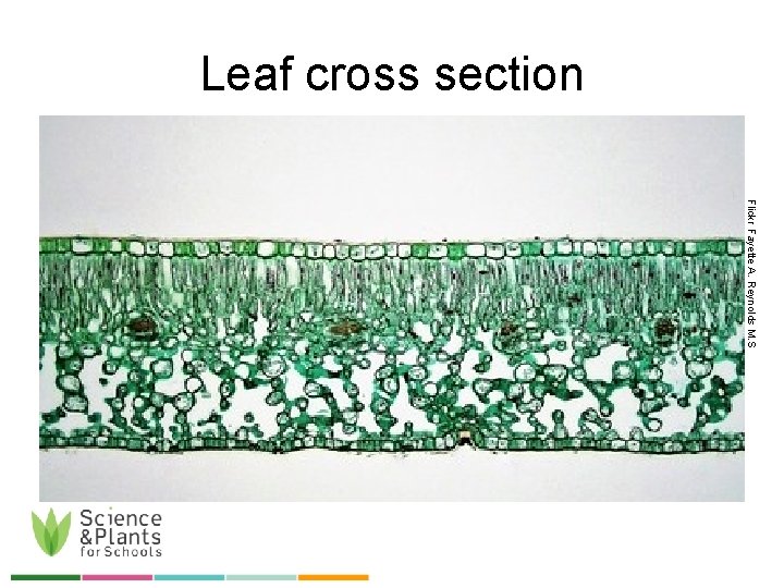 Leaf cross section Flickr Fayette A. Reynolds M. S 