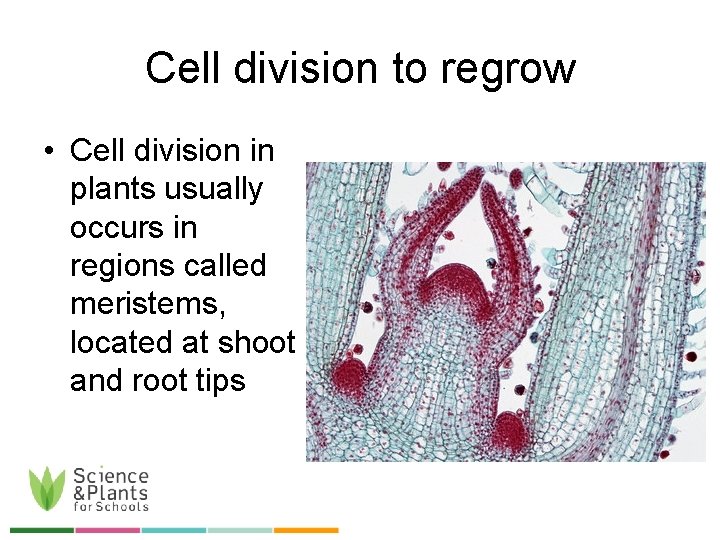 Cell division to regrow • Cell division in plants usually occurs in regions called