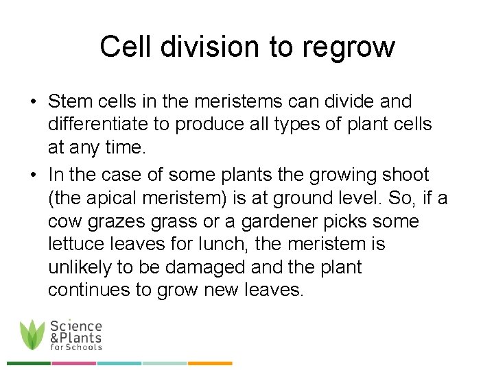 Cell division to regrow • Stem cells in the meristems can divide and differentiate
