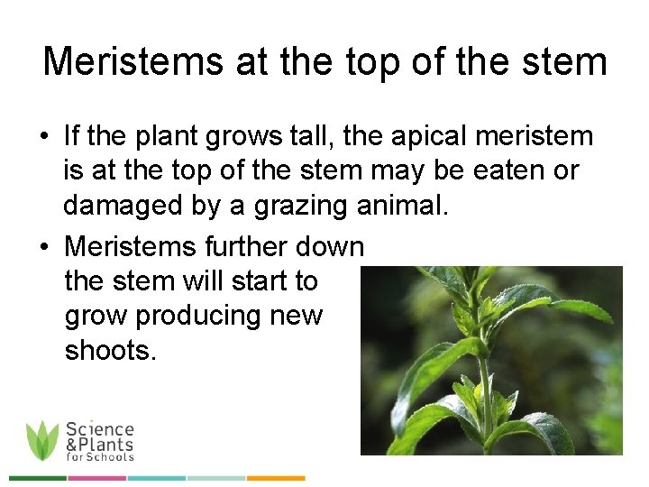 Meristems at the top of the stem • If the plant grows tall, the