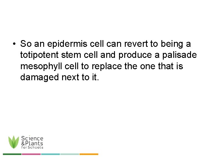  • So an epidermis cell can revert to being a totipotent stem cell