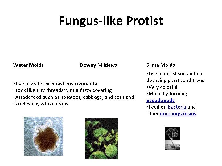 Fungus-like Protist Water Molds Downy Mildews • Live in water or moist environments •