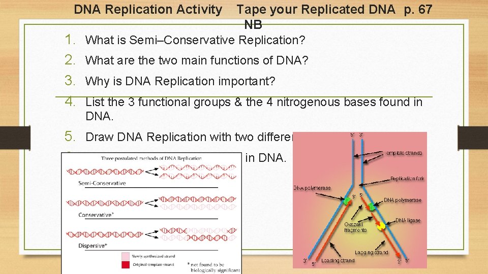 DNA Replication Activity Tape your Replicated DNA p. 67 NB 1. What is Semi–Conservative