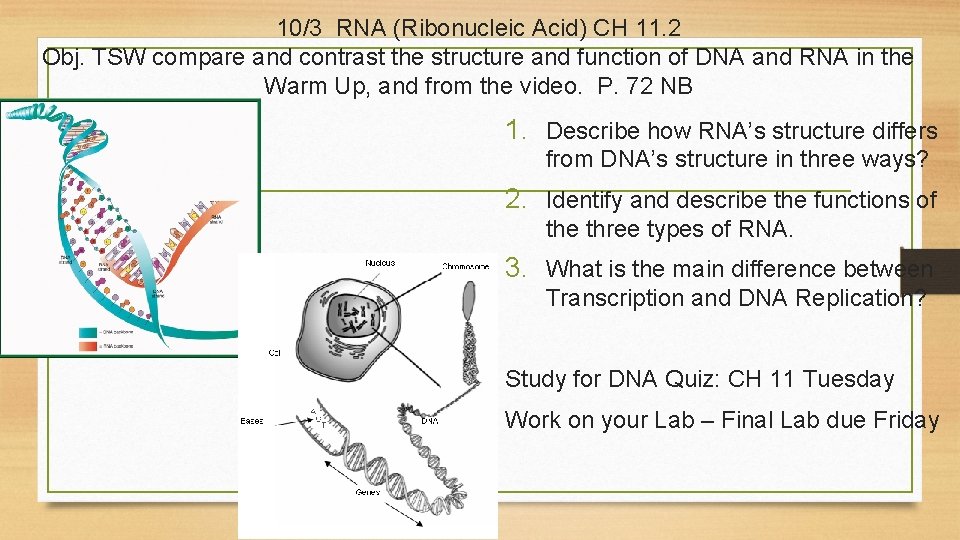 10/3 RNA (Ribonucleic Acid) CH 11. 2 Obj. TSW compare and contrast the structure