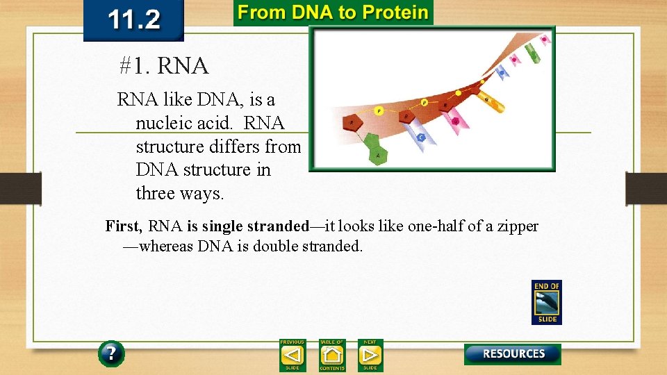 #1. RNA like DNA, is a nucleic acid. RNA structure differs from DNA structure