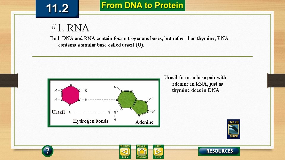 #1. RNA Both DNA and RNA contain four nitrogenous bases, but rather than thymine,
