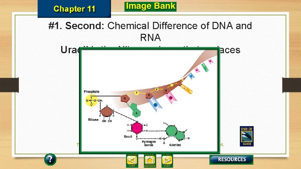 #1. Second: Chemical Difference of DNA and RNA Uracil is the Nitrogen base that