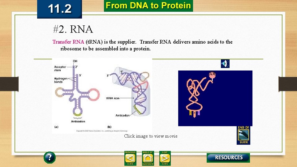 #2. RNA Transfer RNA (t. RNA) is the supplier. Transfer RNA delivers amino acids