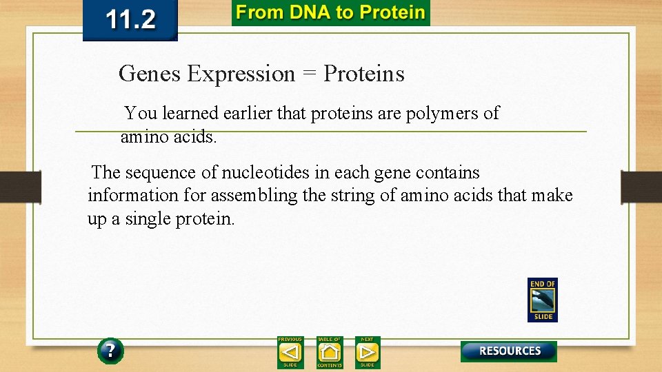 Genes Expression = Proteins You learned earlier that proteins are polymers of amino acids.