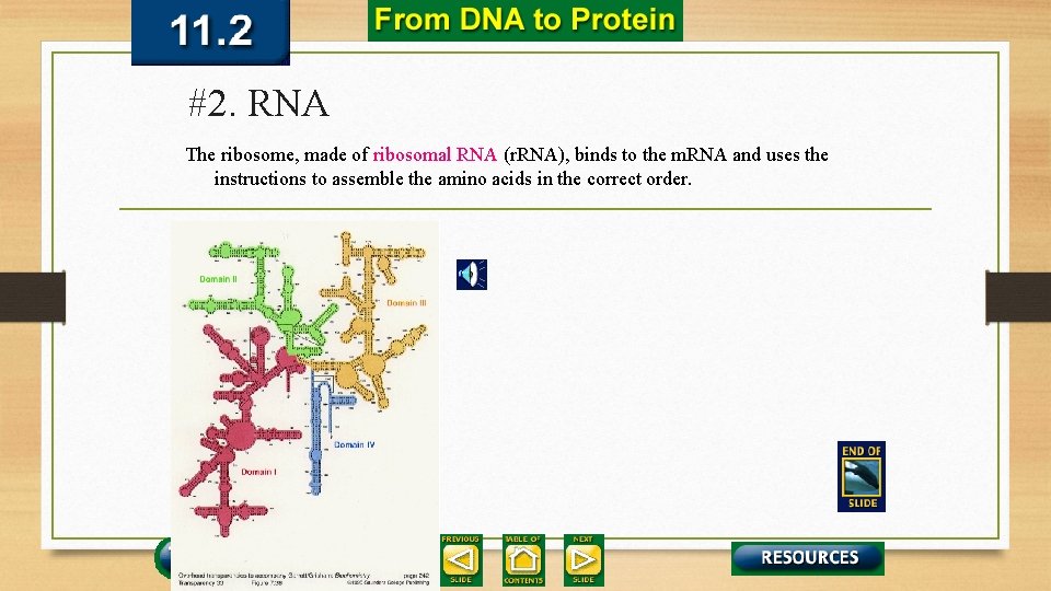 #2. RNA The ribosome, made of ribosomal RNA (r. RNA), binds to the m.