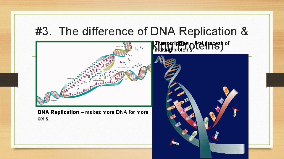 #3. The difference of DNA Replication & Transcription – first process of Transcription (Making