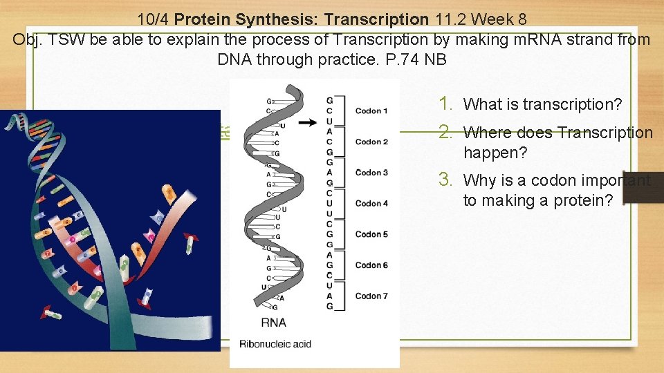 10/4 Protein Synthesis: Transcription 11. 2 Week 8 Obj. TSW be able to explain