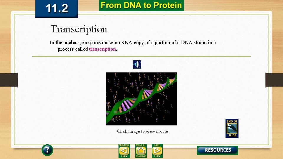 Transcription In the nucleus, enzymes make an RNA copy of a portion of a