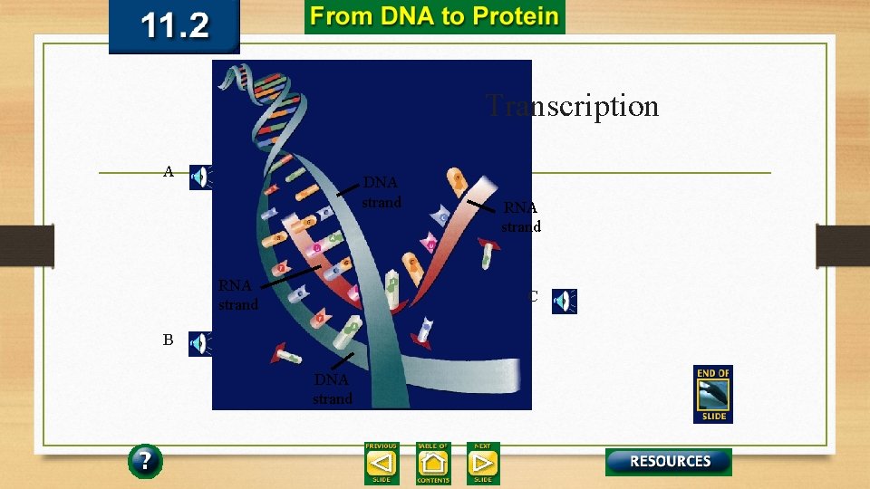 Transcription A DNA strand RNA strand C B DNA strand 