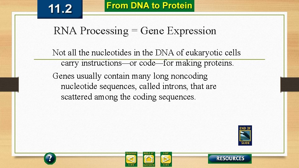 RNA Processing = Gene Expression Not all the nucleotides in the DNA of eukaryotic