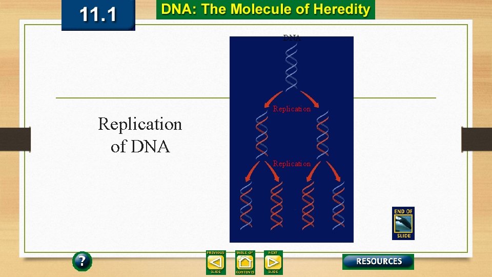 DNA Replication of DNA Replication 