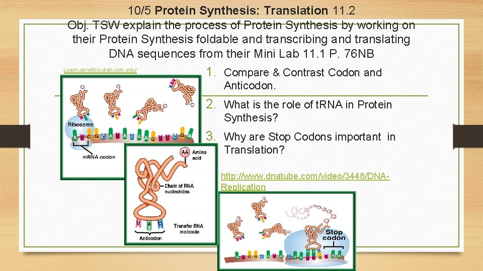 10/5 Protein Synthesis: Translation 11. 2 Obj. TSW explain the process of Protein Synthesis