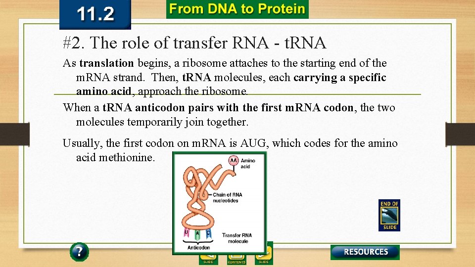 #2. The role of transfer RNA - t. RNA As translation begins, a ribosome