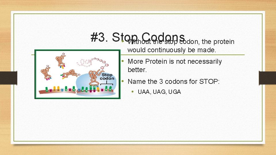 #3. Stop Codons • Without the stop codon, the protein would continuously be made.