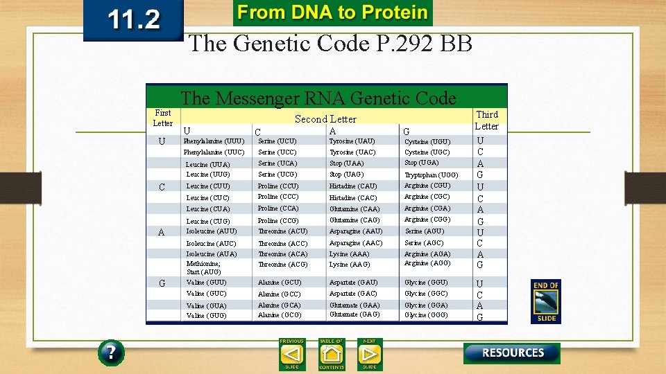 The Genetic Code P. 292 BB The Messenger RNA Genetic Code First Letter U