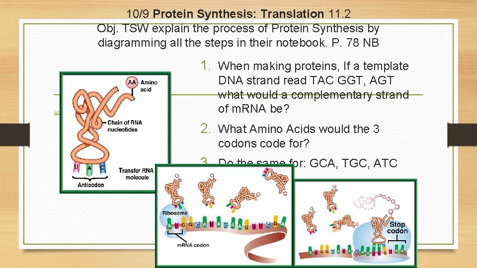 10/9 Protein Synthesis: Translation 11. 2 Obj. TSW explain the process of Protein Synthesis