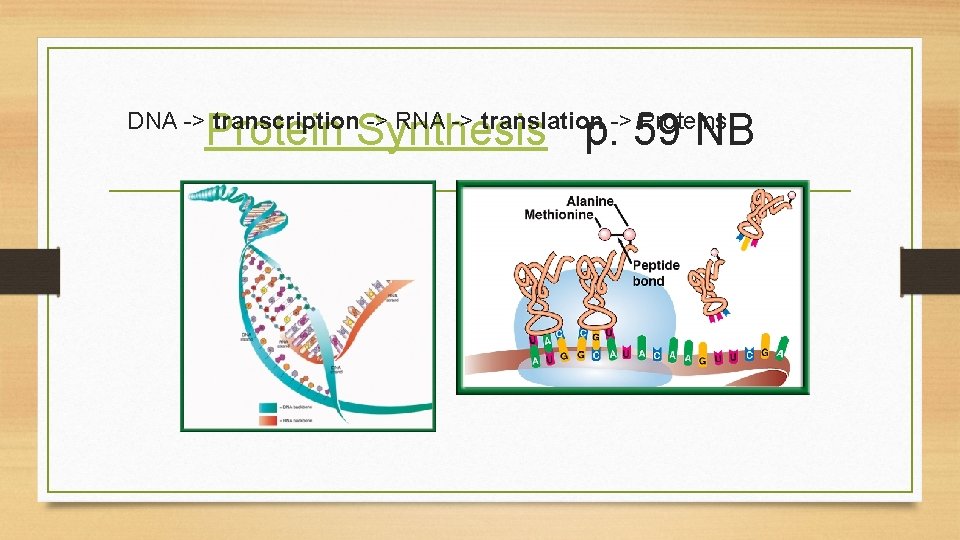 Protein Synthesis p. 59 NB DNA -> transcription -> RNA -> translation -> Proteins