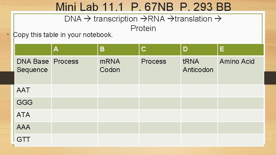 Mini Lab 11. 1 P. 67 NB P. 293 BB DNA transcription RNA translation