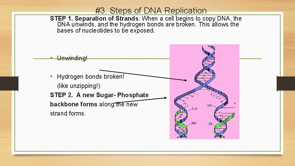 #3. Steps of DNA Replication STEP 1. Separation of Strands: When a cell begins