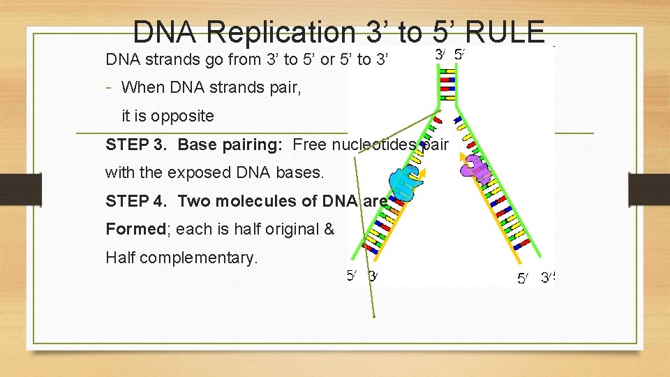 DNA Replication 3’ to 5’ RULE DNA strands go from 3’ to 5’ or