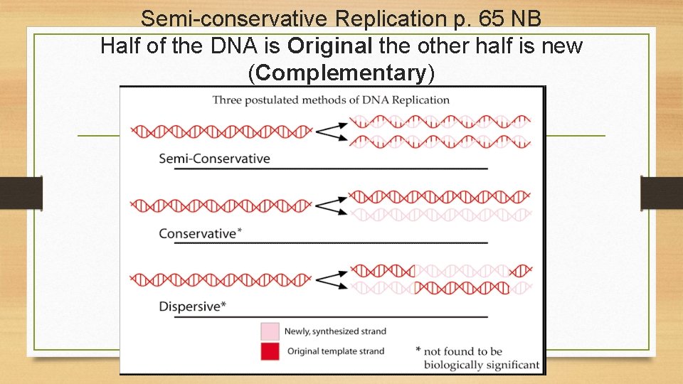 Semi-conservative Replication p. 65 NB Half of the DNA is Original the other half